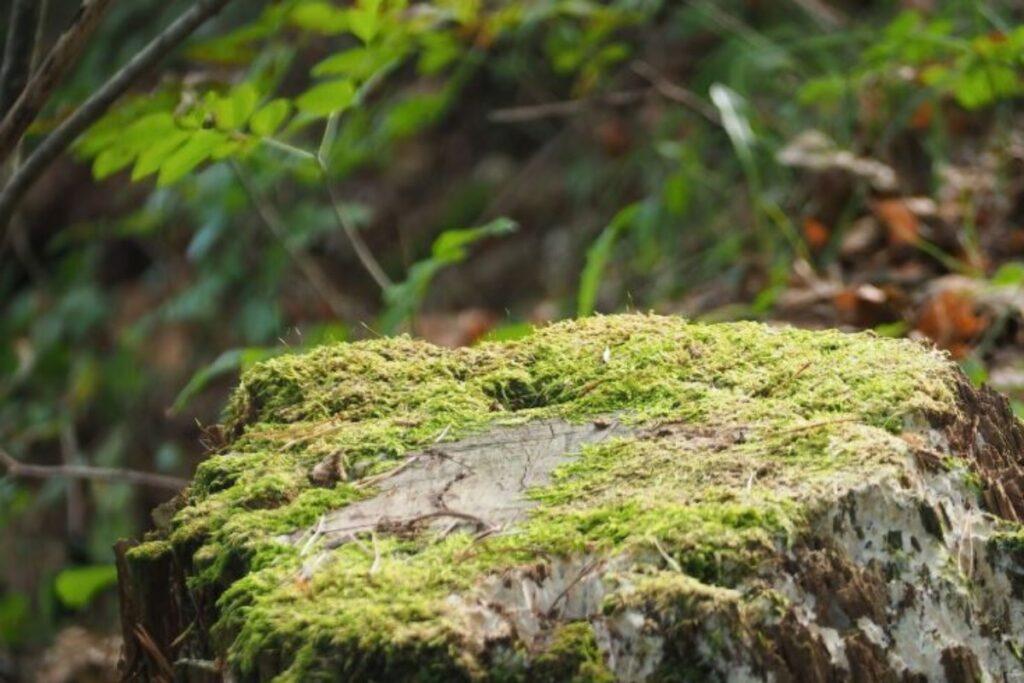 Пень на участке: как избавиться без нервов и потерь