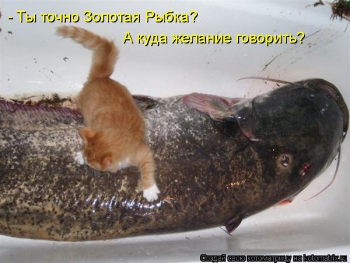 Лучшая котоматрица недели  смешные картинки