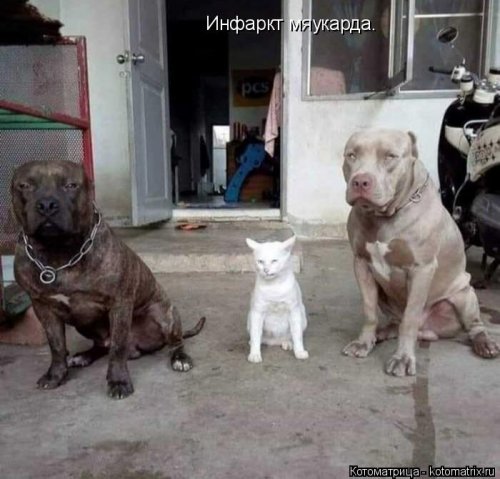 Лучшая котоматрица недели  смешные картинки