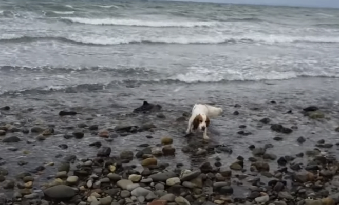 Собака на пляже заволновалась и потянула хозяина за собой. У кромки воды ждал помощи дельфин 