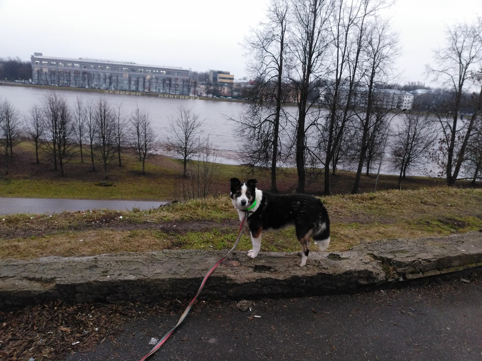 собака на прогулке