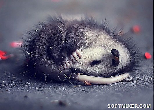 fotografii-possumov-i-opossumov_11