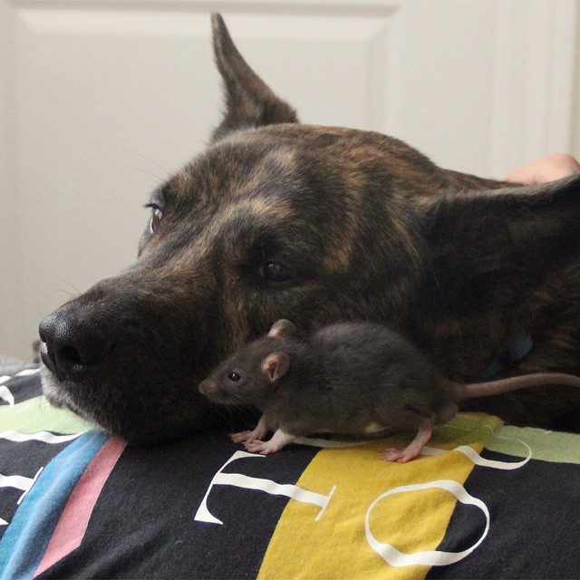 rat-dog-1