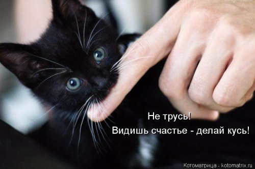 Лучшая котоматрица недели  позитив,смешные картинки,юмор