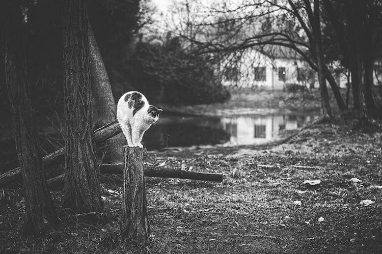 Фотография: Без кота и жизнь не та: уравновешенные коты-акробаты демонстрируют чудеса баланса №14 - BigPicture.ru