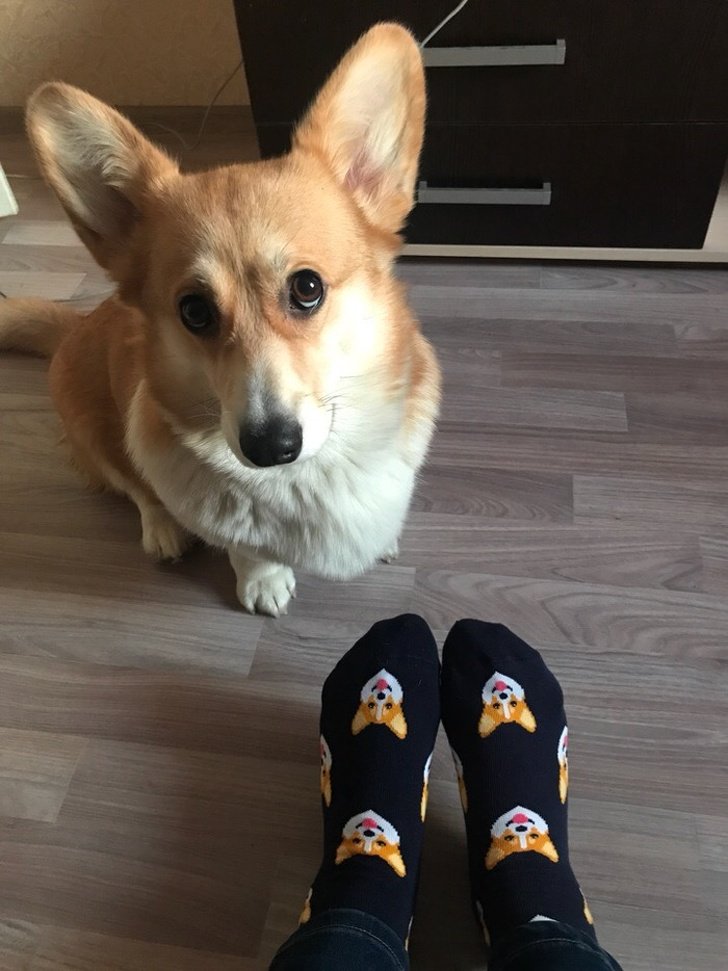 26 животных, чьи фото нужно смотреть два раза в день для настроения 26 животных, чьи фото нужно смотреть два раза в день для настроения животные