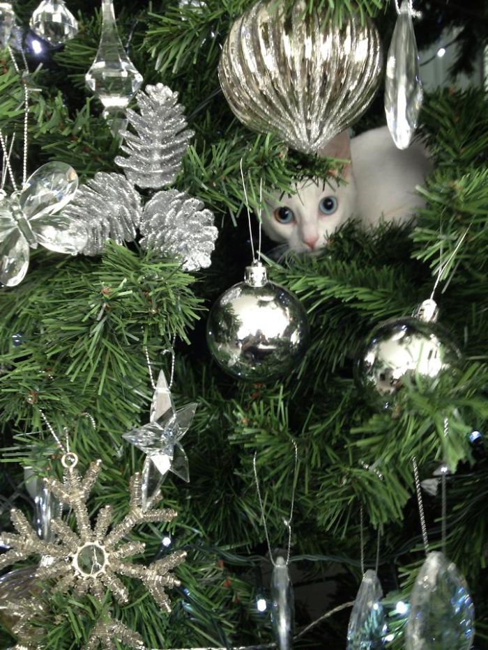 White Catistmas