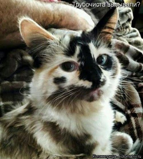 Лучшая котоматрица недели  смешные картинки