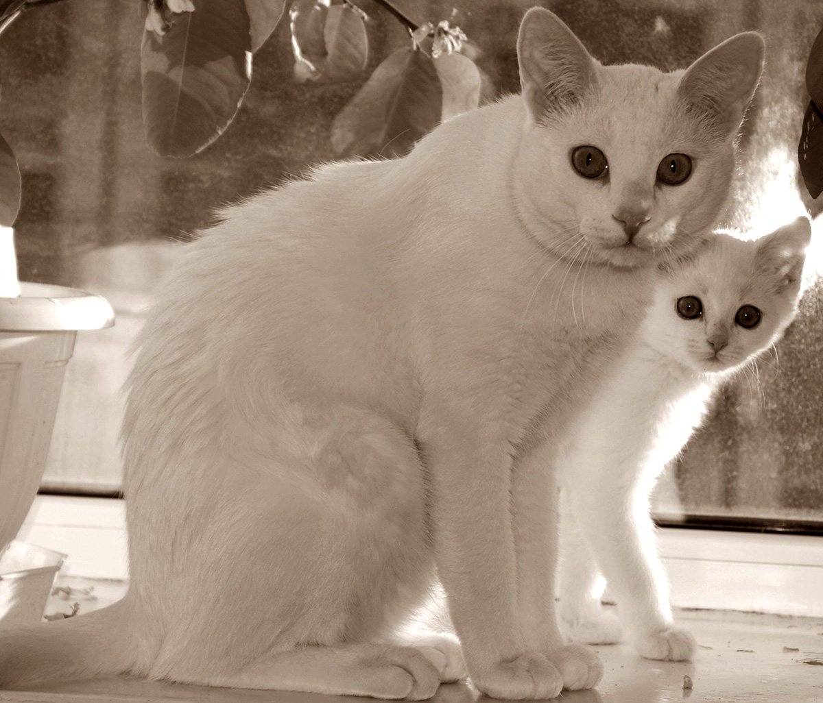 Береги его, брат. Продолжение