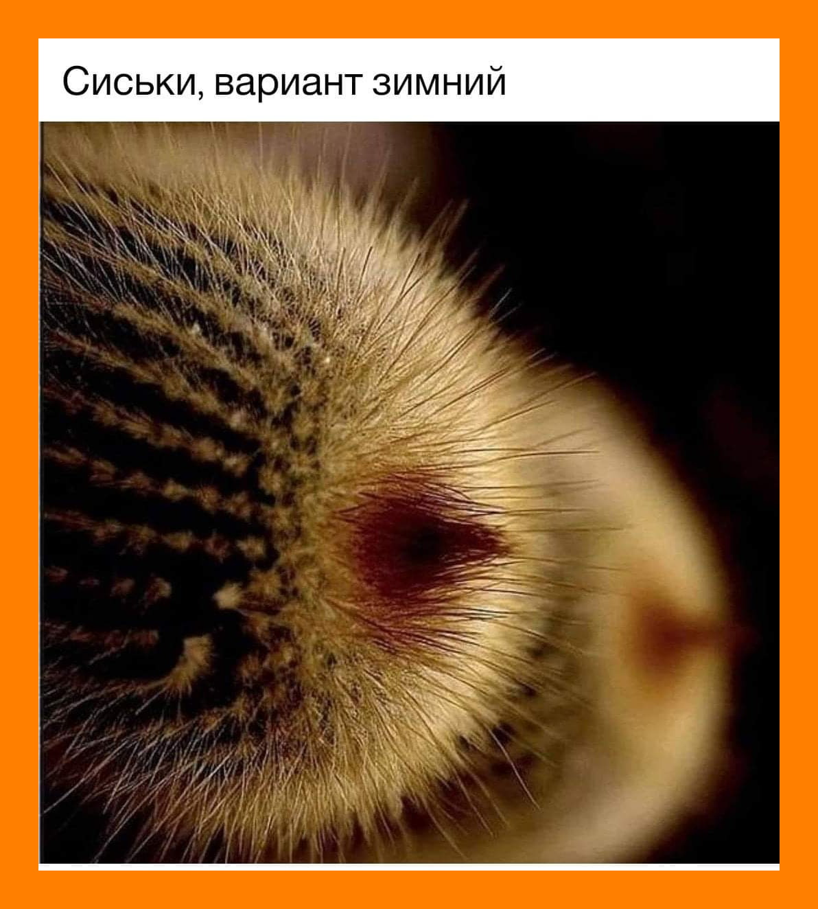 - Папа, а жена… это надолго?  - На всю жизнь, сынок… метров, спрашивает, матча, рекорд, минут, чтобы, сидит, метает, копьё, шагах, только, попадёт, после, этого, случайно, креветки, Фанат, Начинается, заканчивается, появился