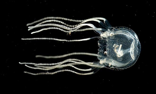 Исследование: медузы способны к обучению, даже несмотря на то, что у них нет мозга в привычном нам понимании 