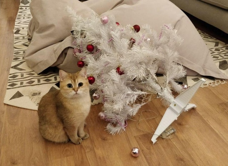 Котики не могут пройти мимо ёлки! Котики не могут пройти мимо ёлки!