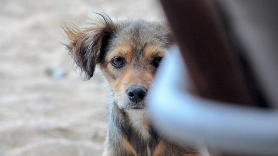 Без жизни собачьей: лишь один из пяти живодеров получает наказание