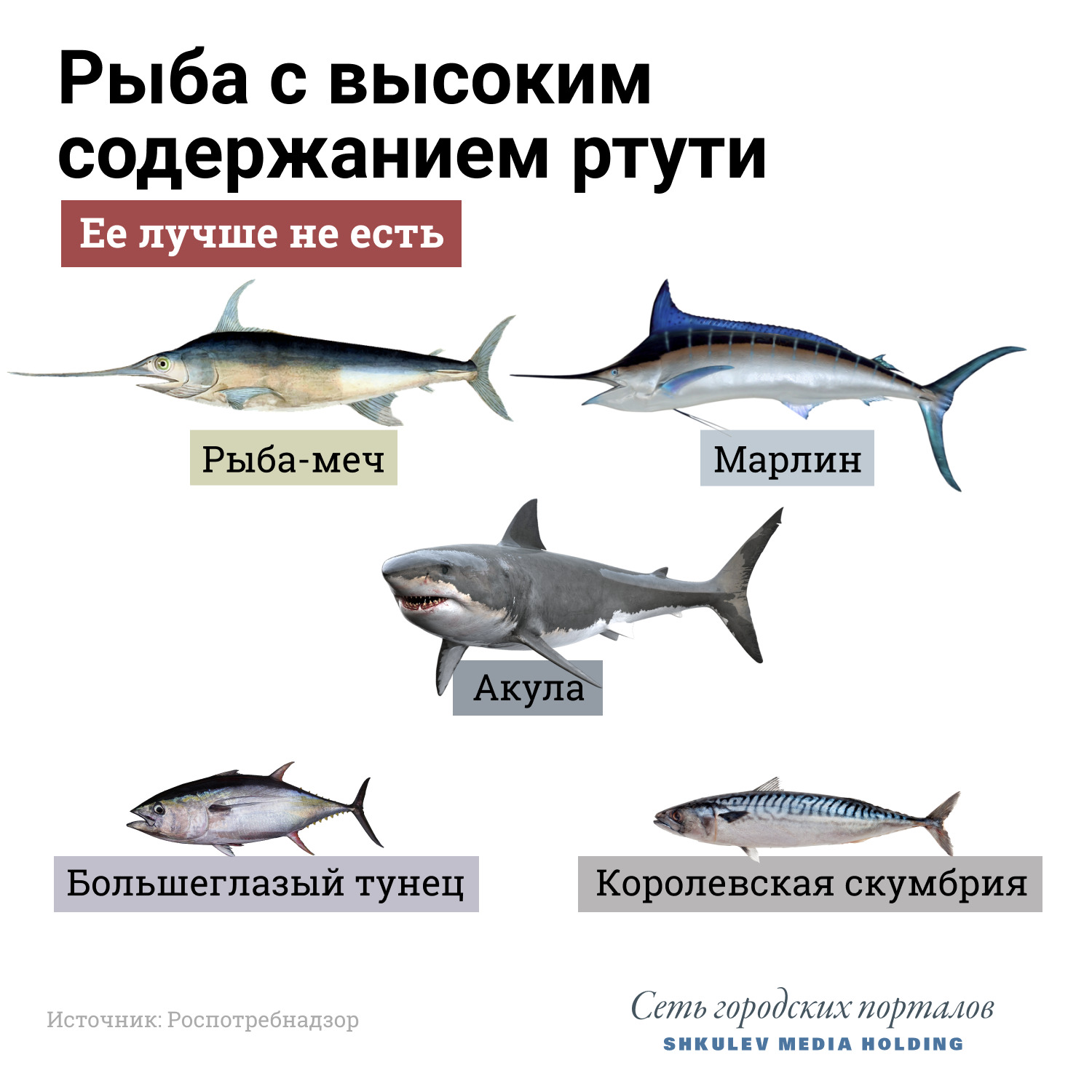 Посмотрите на хребет: 15 видов рыбы, которую лучше не есть больше, который, говорит, Калистратов, городских, Барташевич, Галина, только, стоит, лучше, лосось, может, продукты, могут, холестерина, чтобы, добавлением, продуктов, которые, заморозка