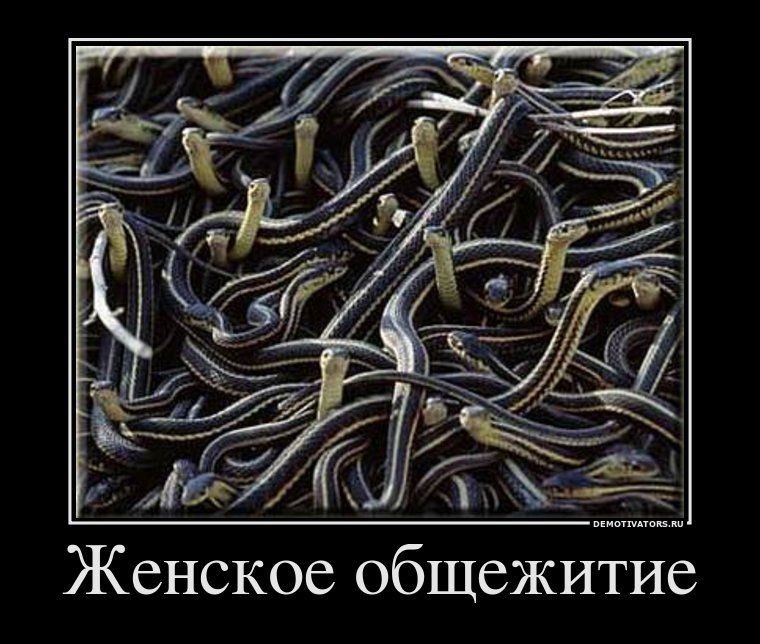 Демотиваторы про женщин прикольных, картинках, прекрасную, половину, человечества                       Источник, httpsmyprikolcom