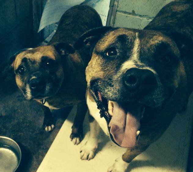 Хозяина собак посадили в тюрьму, а питомцы очутились в приюте. С тех пор они ждут… Хозяина собак посадили в тюрьму, а питомцы очутились в приюте. С тех пор они ждут… истории из жизни