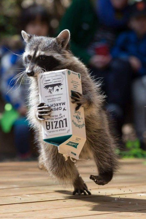 Прикольные картинки на каждый день!!!