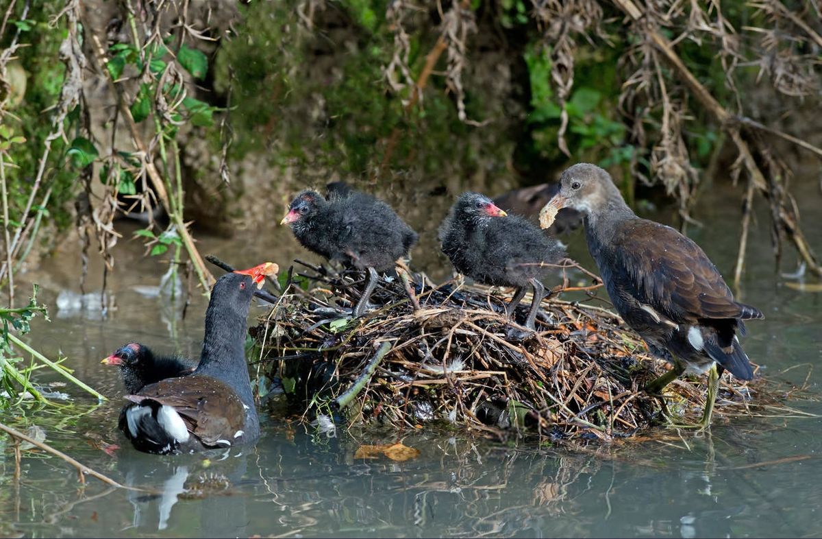 Необычный облик птенца болотной курочки (лат. Gallinula chloropus)