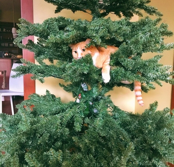 Котики не могут пройти мимо ёлки! Котики не могут пройти мимо ёлки!