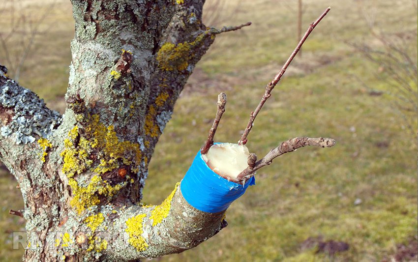 прививка деревьев весной сроки время прививки