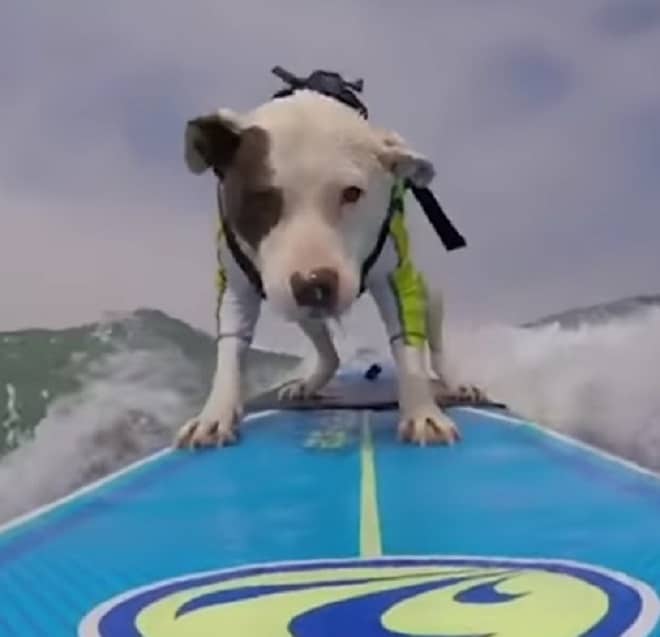 Собака серфит 