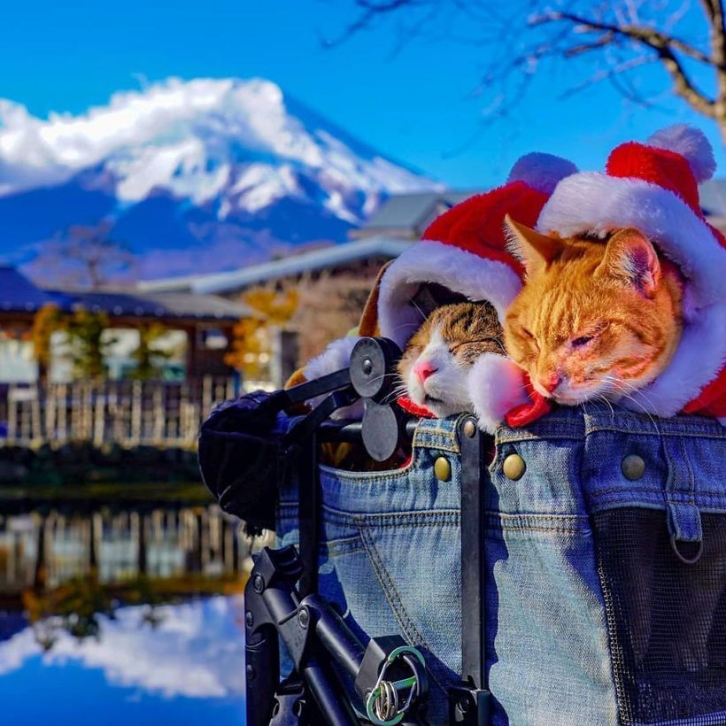 Японец отправился путешествовать по стране с двумя котами, и его Инстаграм идеален туризм,турист