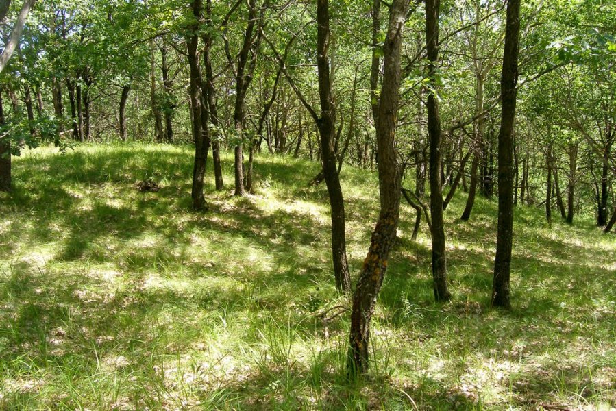 Дубрава татарка. Дубрава Воронеж. Воронежская Нагорная Дубрава. Воронежская Нагорная Дубрава Воронеж. Байрачные Дубравы Воронеж.