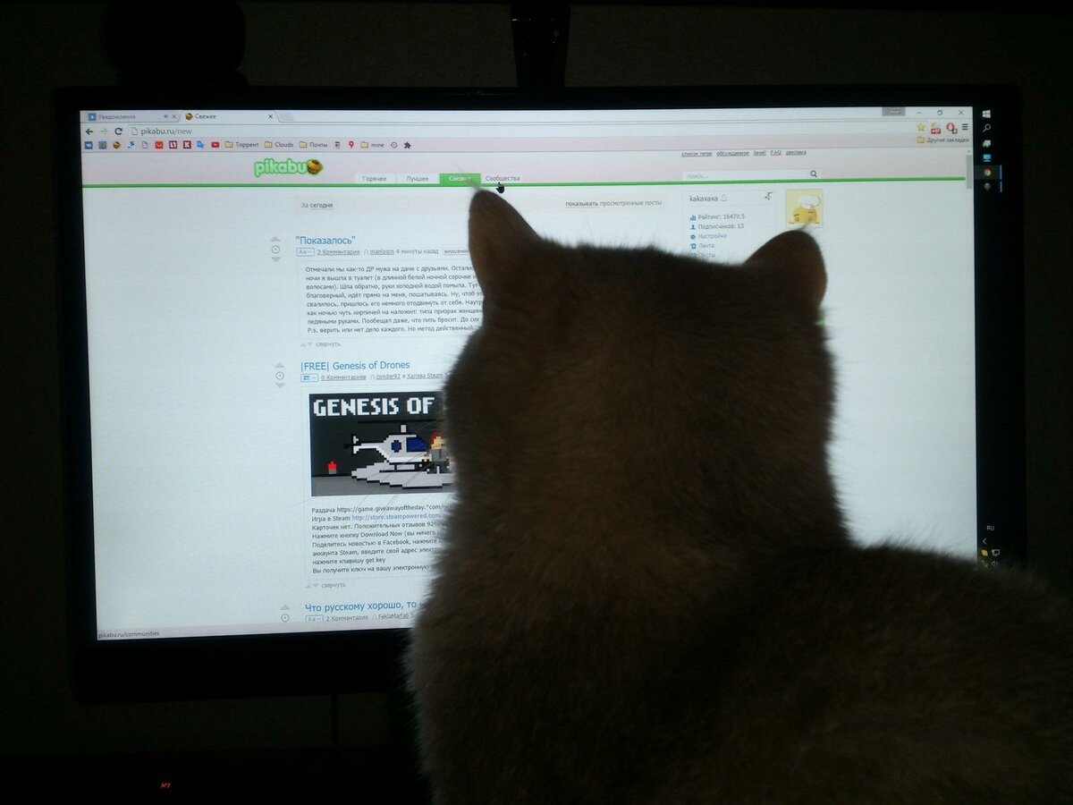 Моя кошка любит интернет не всё так грустно