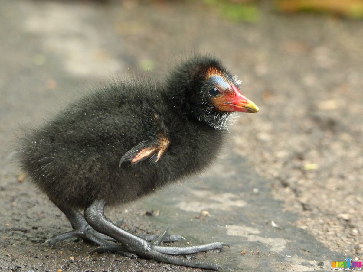 Необычный облик птенца болотной курочки (лат. Gallinula chloropus)