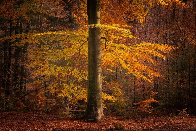 Сияние золота: какой волшебной была осень в голландском лесу в нынешнем году