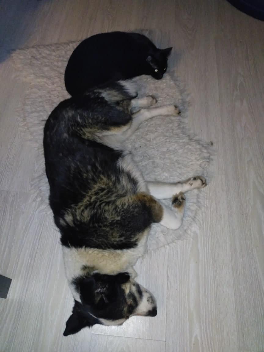 собака с кошкой