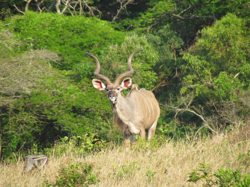 Исимангалисо — рай для птиц и зверей на юге Африки природа,Путешествия,фото