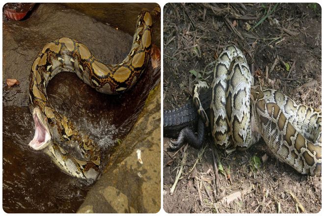 Как питоны переваривают человеческие тела целиком