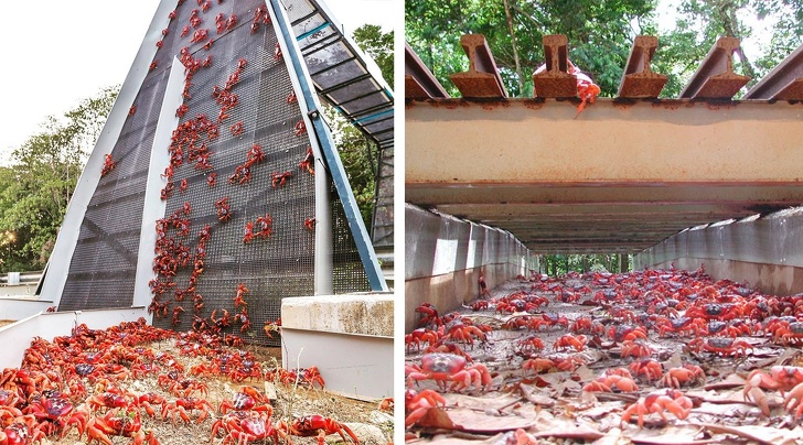 Во многих странах принято строить дорожные переходы для животных Во многих странах принято строить дорожные переходы для животных животные