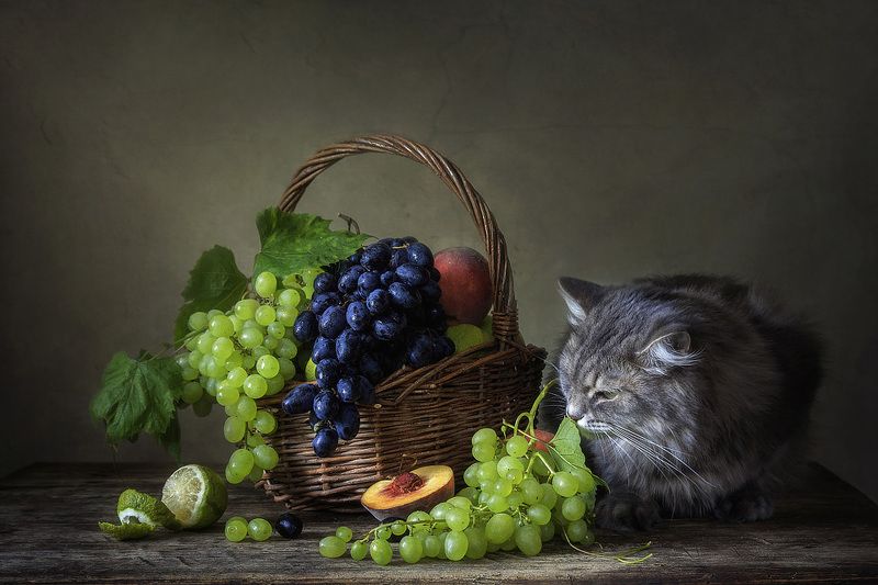 Сидела кошечка в окошке, встречала теплую весну. Натюрморты Ирины Приходько Фотография