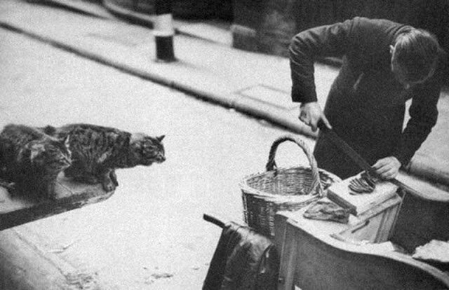 Торговцы кошачьим мясом в Лондоне: не то, что вы подумали интересно, история, котовладельцы, кошачий корм, кошки, лондон, познавательно, торговля