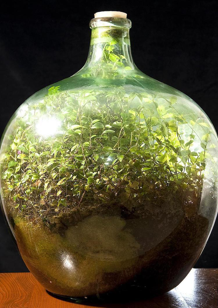 В 1960 году назад ботаник запечатал в бутылке сад. Растения обходились без воды и воздуха 60 лет Культура