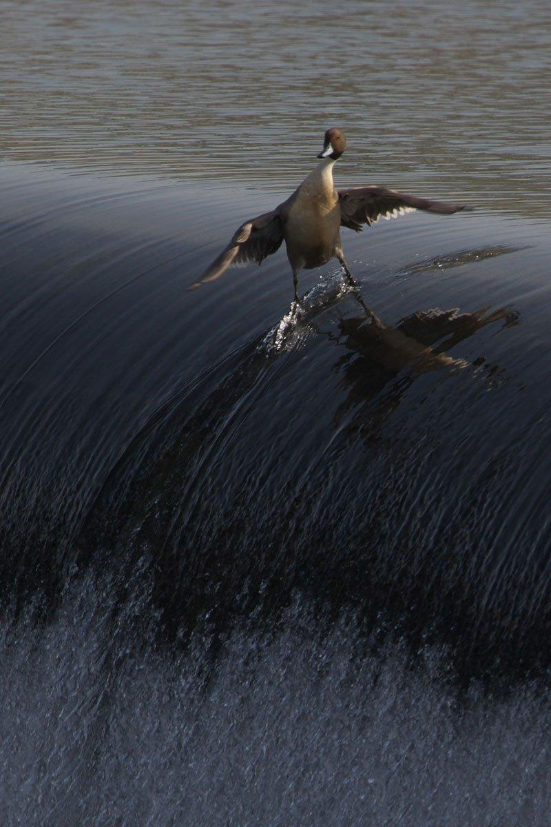 surding-duck