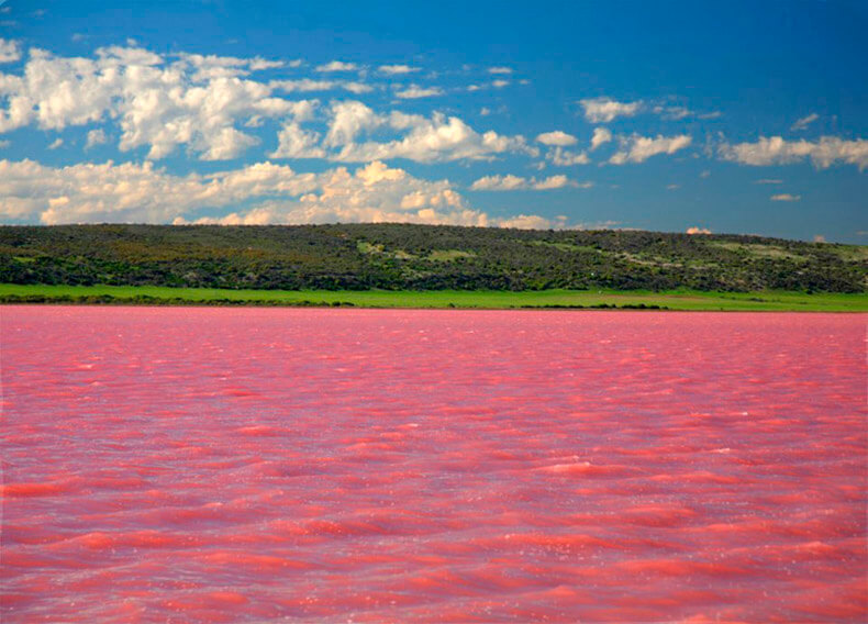 озеро, которое превращается в «розовый кисель»