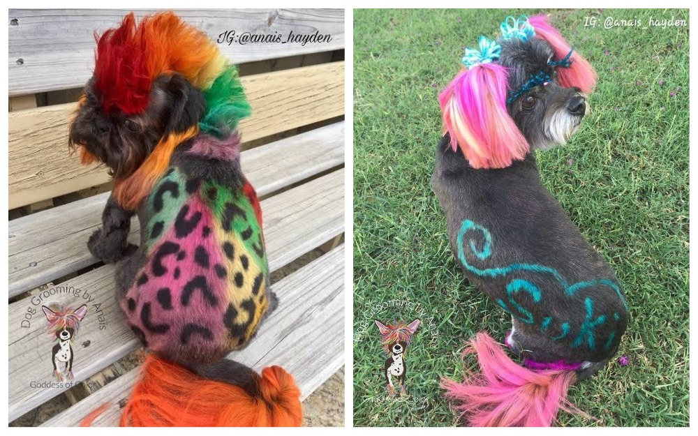 Из мопса в тигра: преображение домашних любимцев до неузнаваемости - похожая новость на Toplenta