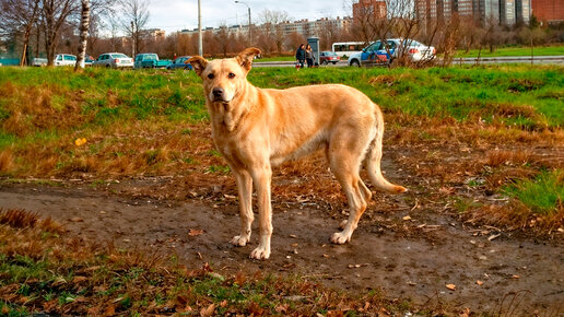 Счастье для Счастливчика