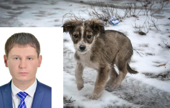 Депутат предложил усыпить всех бродячих собак.