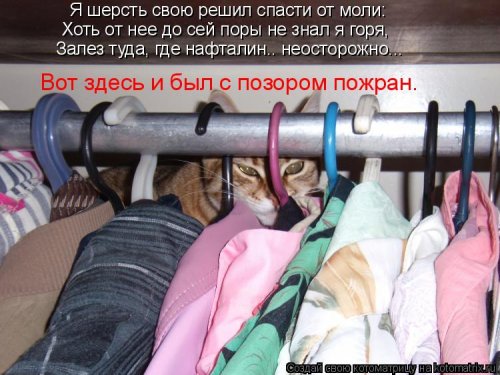Лучшая котоматрица недели  смешные картинки