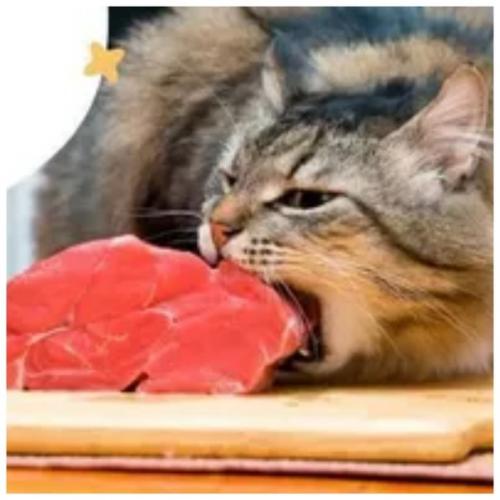 Какое мясо можно кошкам в сыром виде давать?