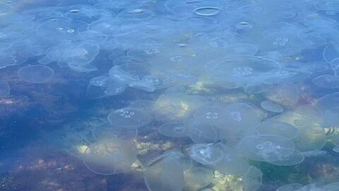У берегов Геленджика запечатлели нашествие медуз