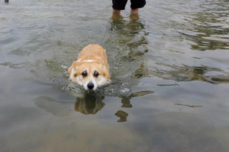 Собаки, которые очень боятся воды собаки, кошки, боятся, некоторые, любят, можно, обреченный, одобряю, категорически, взгляд   Я, привыкли, взгляните, ручнике   Только, заберите, подожду   На, здесь, этого   Пожалуйста, ледяная   Так, отсюда   Нашёл, способ