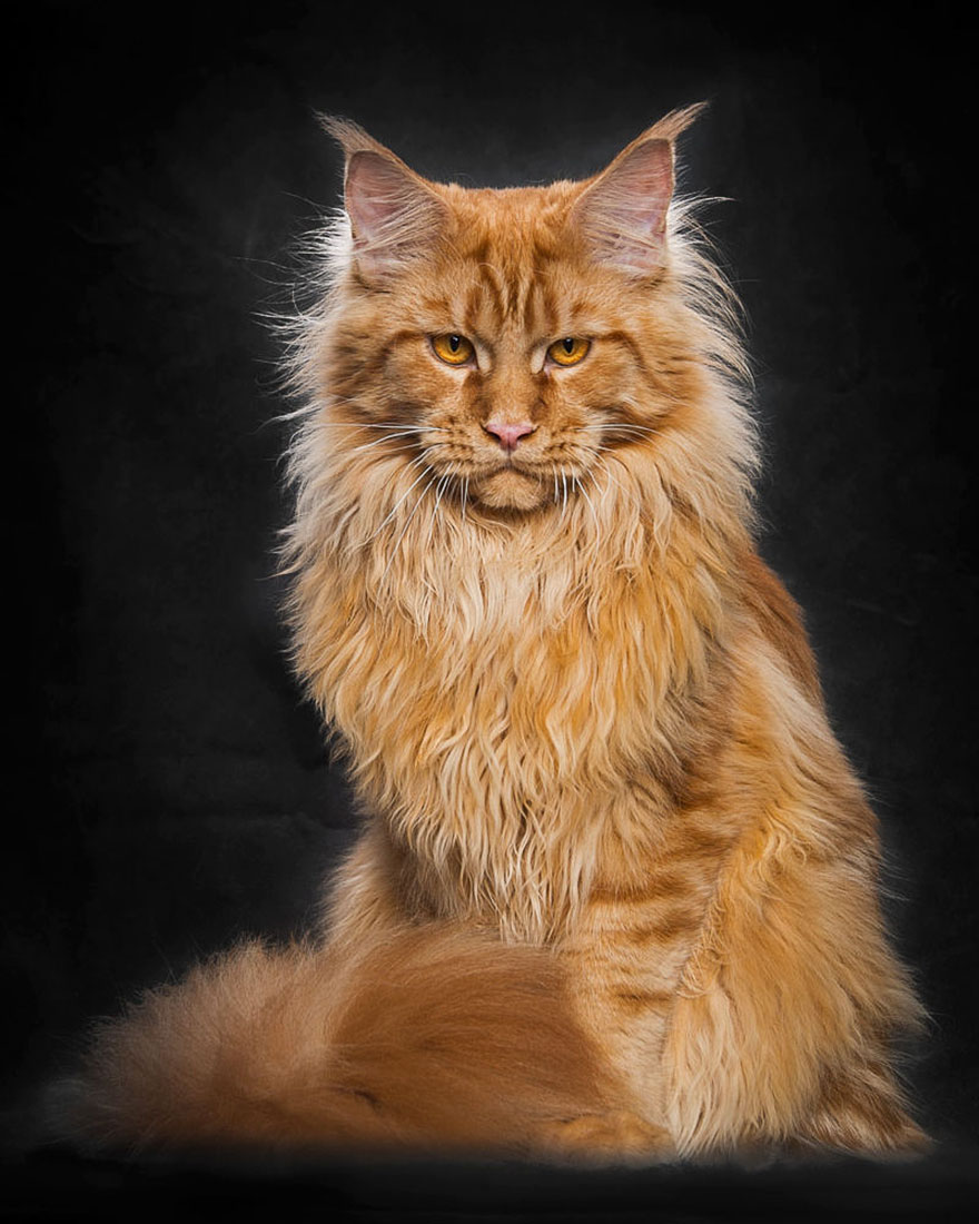 NewPix.ru - Американская енотовая кошка Maine Coon