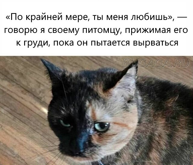 Прикольные КОТОмемы  