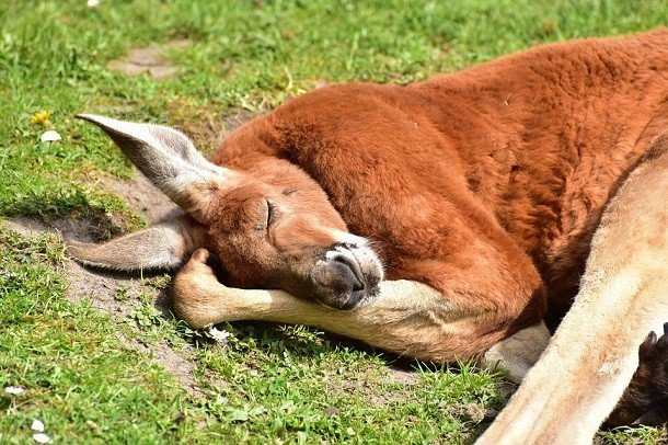 Удивительные факты про кенгуру, которые вы могли не знать