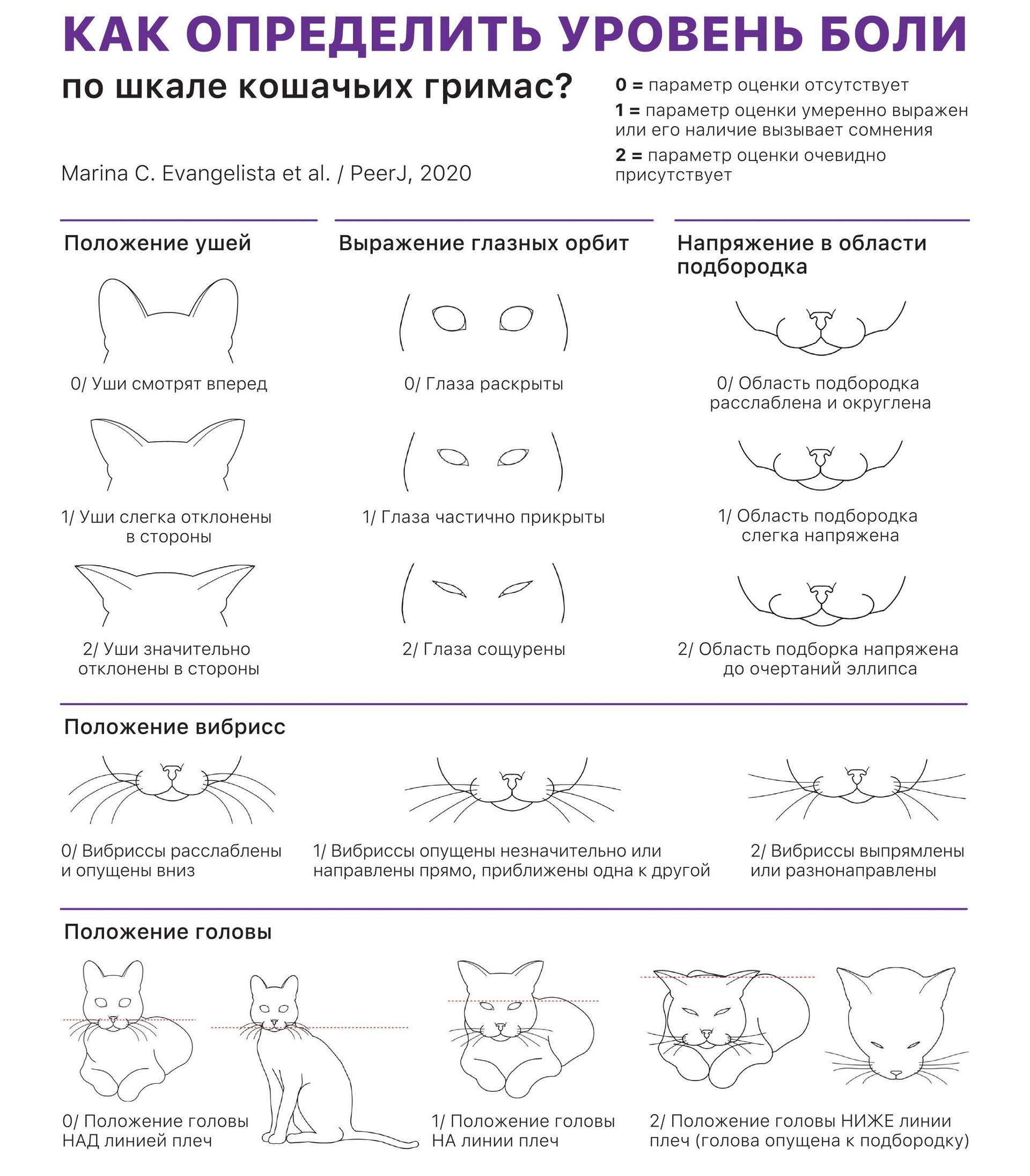 Наташа, мы все уронили: как понять, что говорит ваша кошка кошка, может, кошки, могут, понять, хвост, животного, владелец, которые, животное, питомец, кошек, звуки, стороны, положение, обратиться, точки, зрения, открыты, профилактики